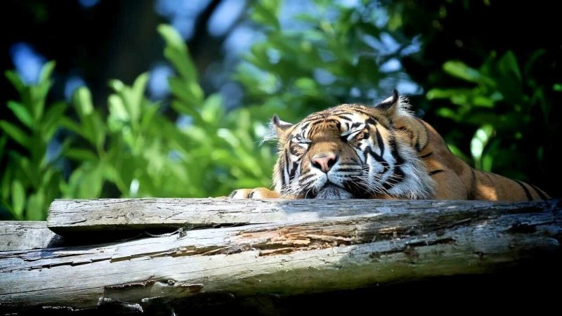 Тигр в природе