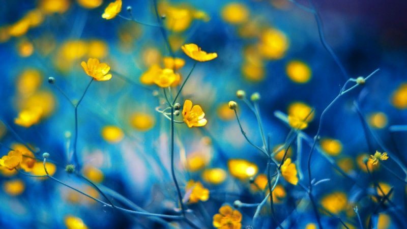 Жёлтый цветок