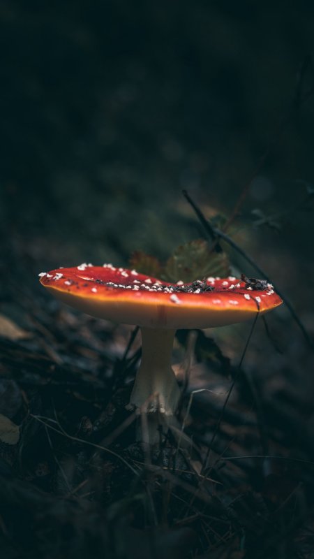 Грибы Макросъемка