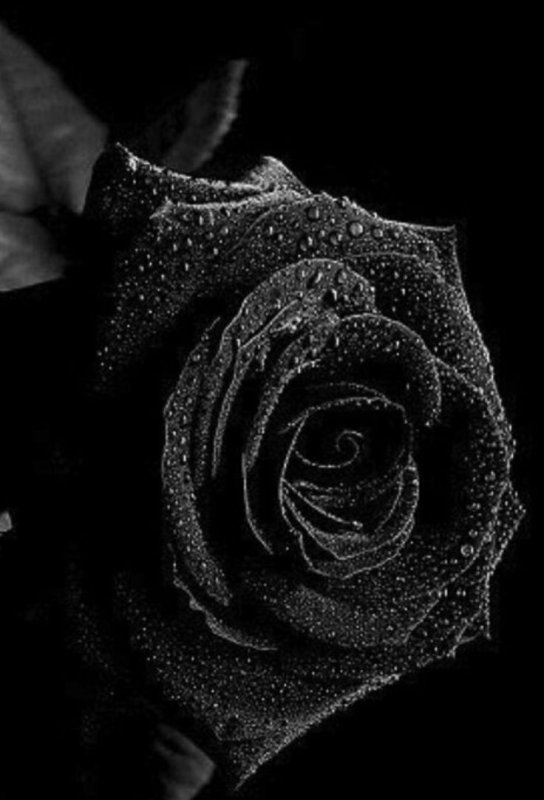 Темные розы