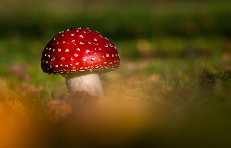 Мухомор текстура