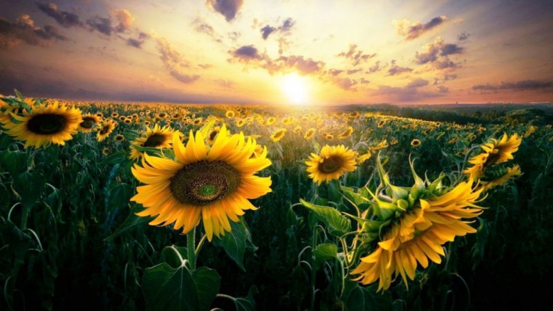 Подсолнуховое поле Новосибирск