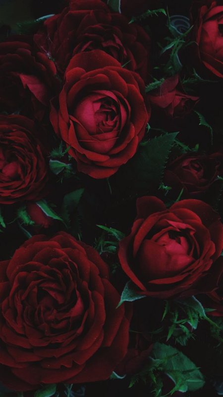 Темные цветы