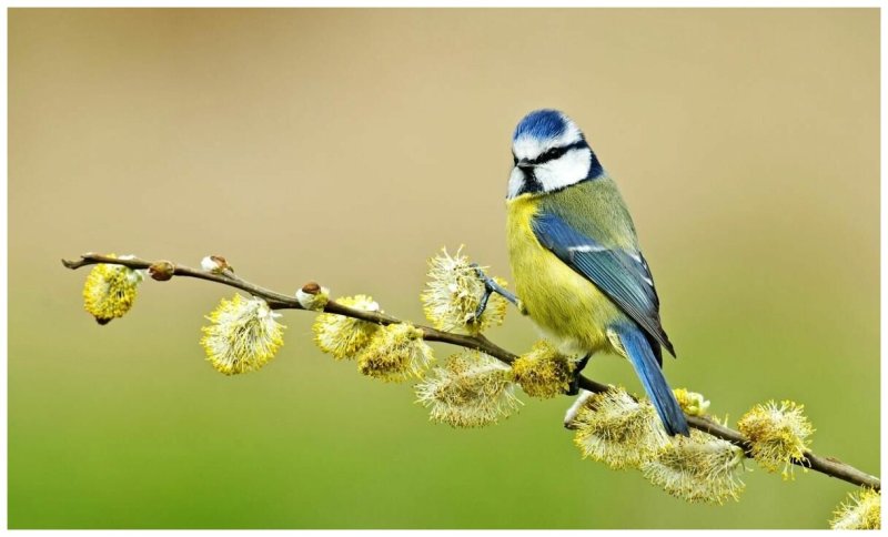 Синица лазоревка