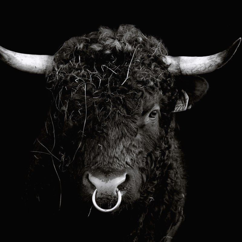 Бык на черном фоне
