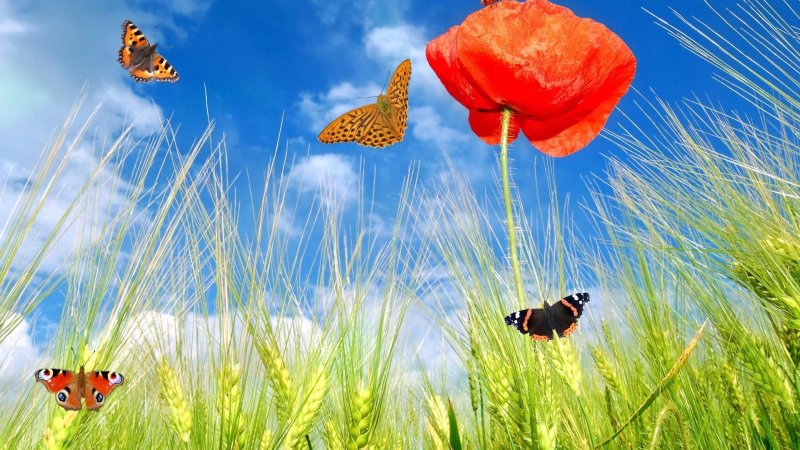 Красивое лето