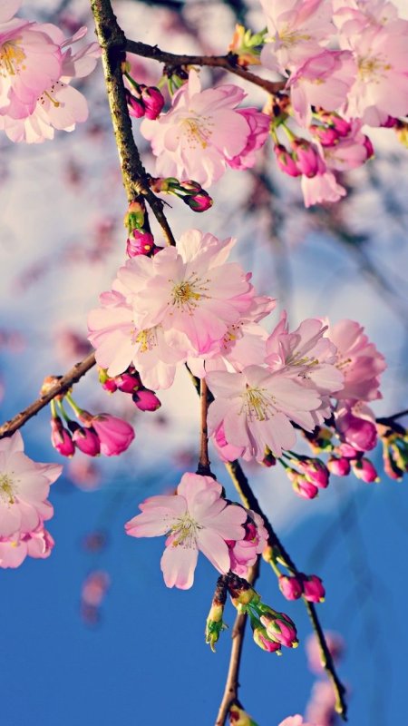 Цветущая Весна