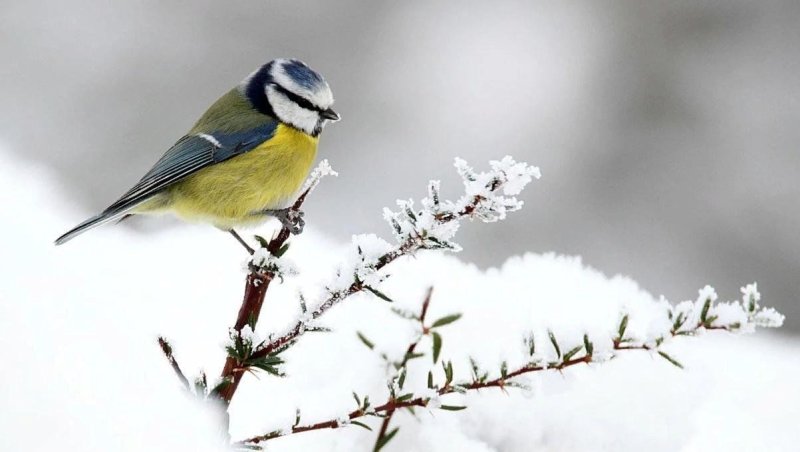 Зимующие птицы синица