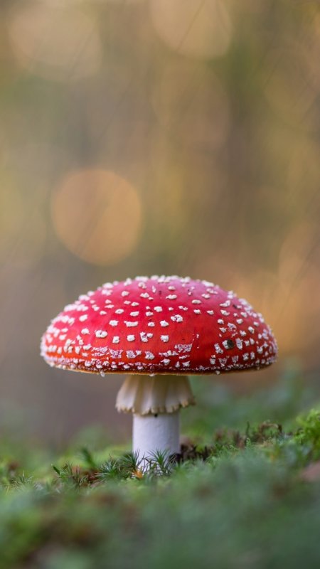 Красивый мухомор
