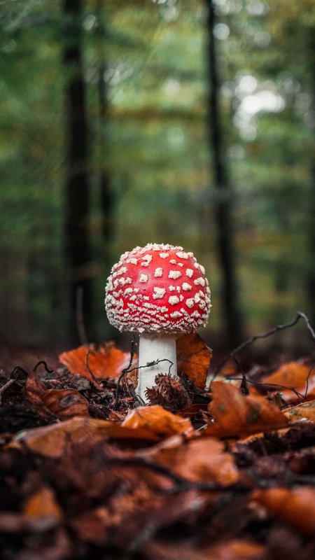 Гриб мухомор