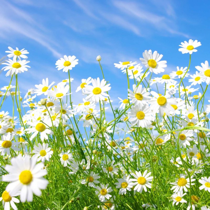 Фон ромашки