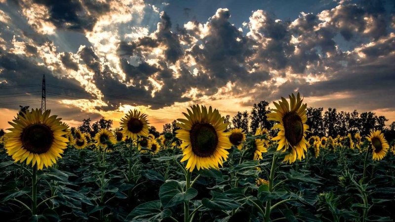 Поле подсолнухов Эстетика