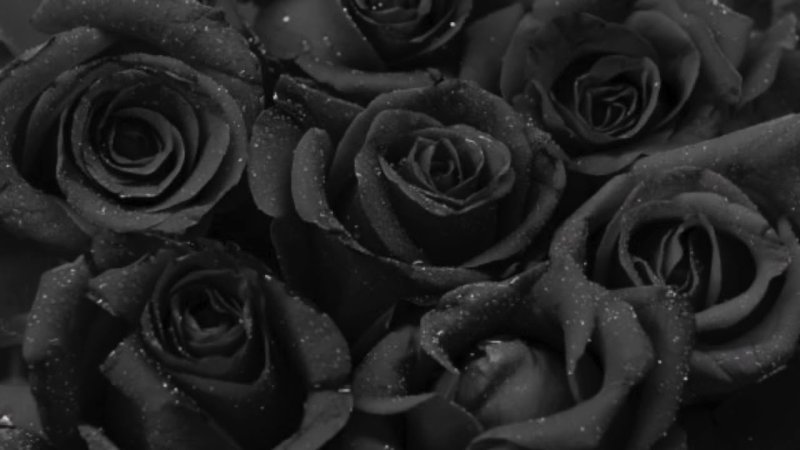Красивые черные розы