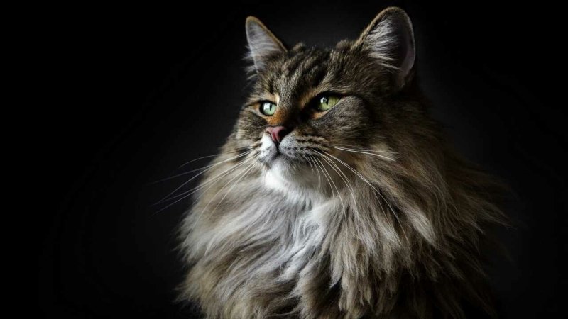 Мейн кун серый