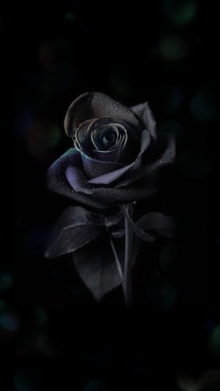 Черный цвет