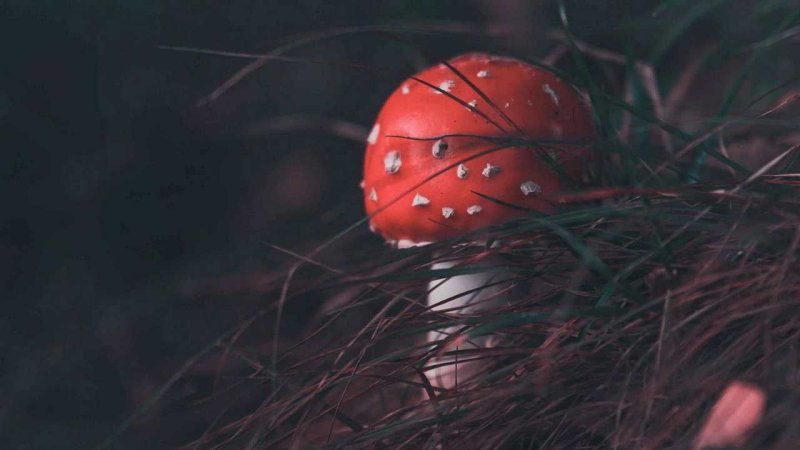 Картина Amanita muscaria