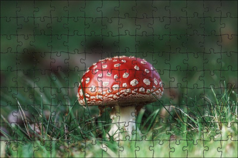 Мухомор Аманита Мускария