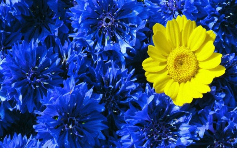 Картинки желтые васильки