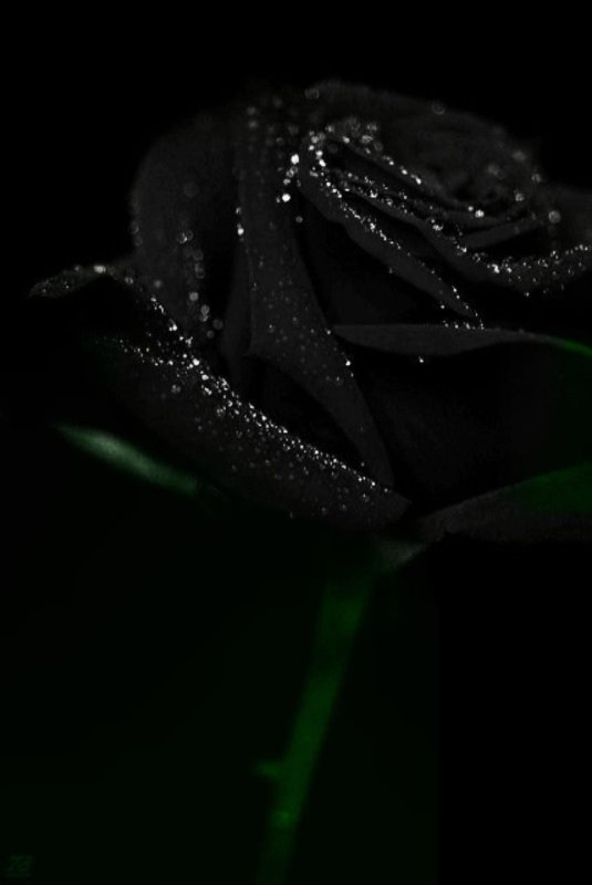 Черные цветы