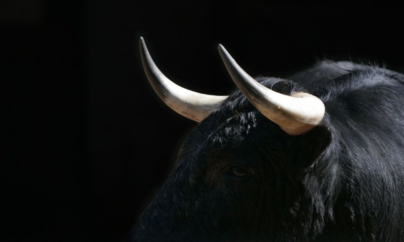 Бык фото