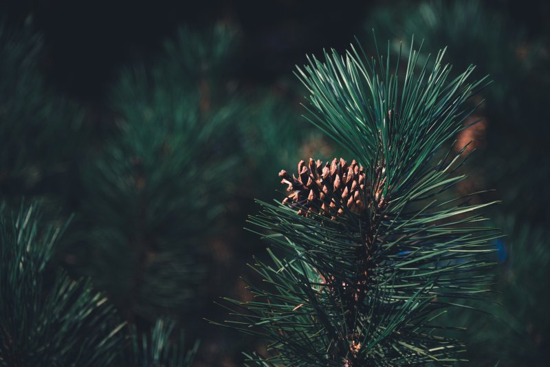 Кедр Сибирский хвоинки