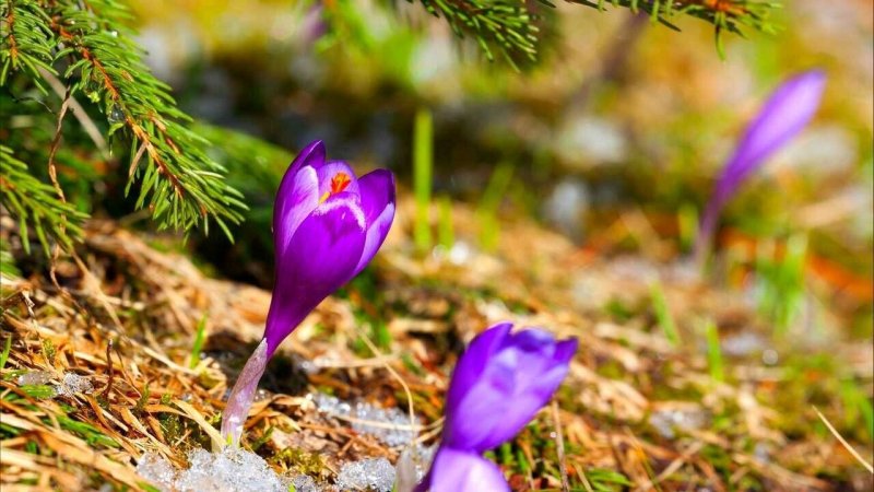 Первоцветы крокусы