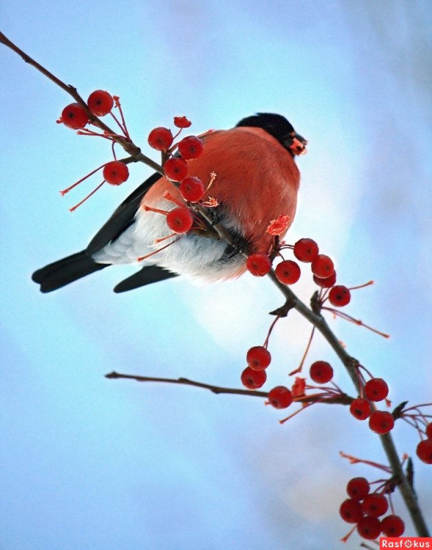 Снегирь птица