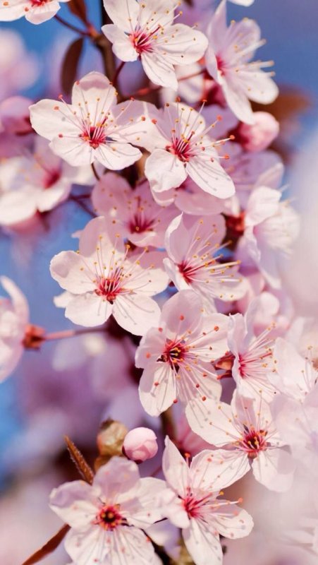 Вишня черри блоссом