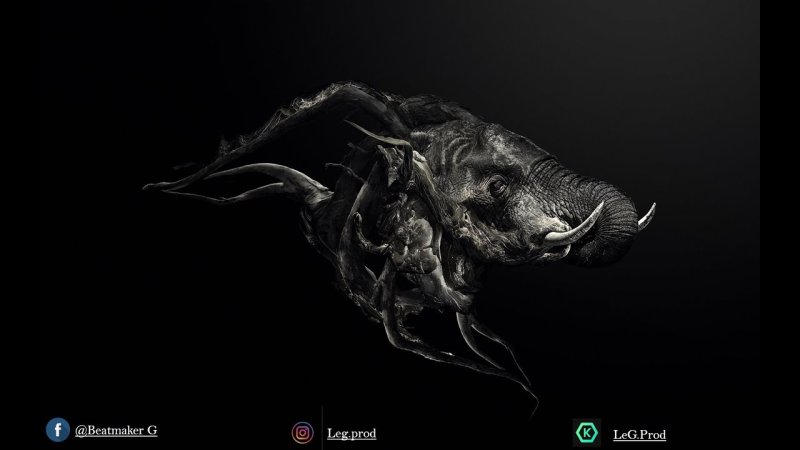 Животные на черном фоне