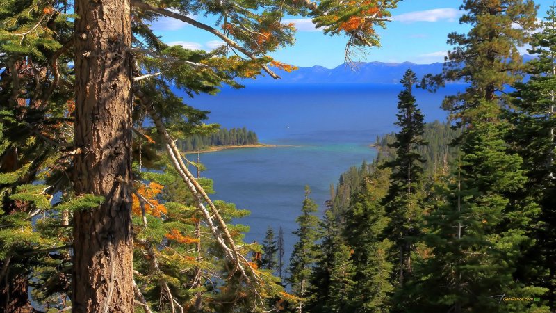 Полярная сосна Боровое