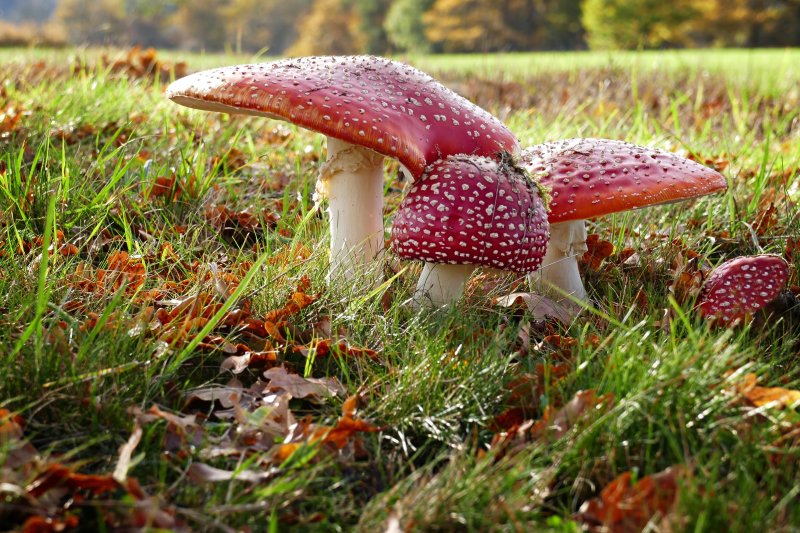 Заставка на рабочий стол грибы в лесу