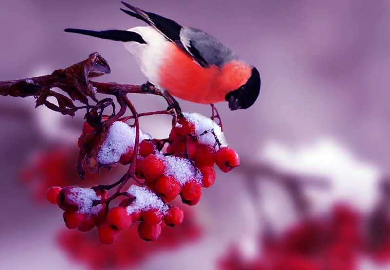 Снегири зимой