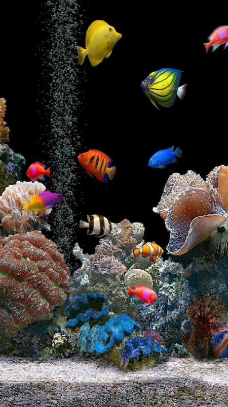 Живые рыбки на экране