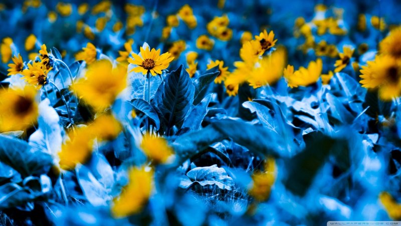 Желто синие цветы