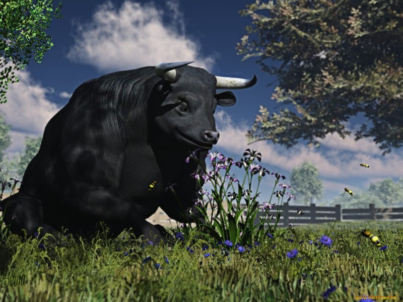 Красивый бык