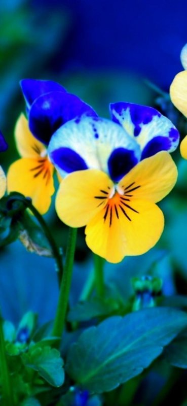 Желтая Виола Анютины глазки
