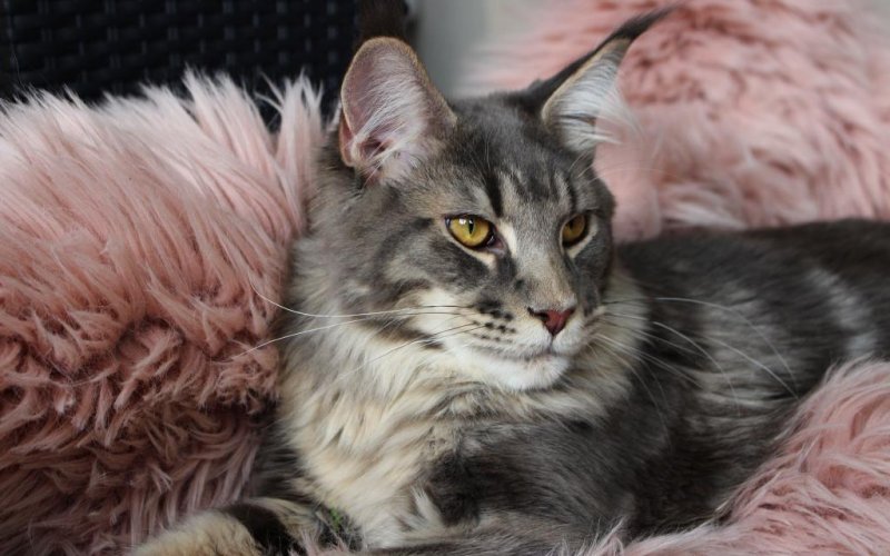 Мейн кун Роберт сижка