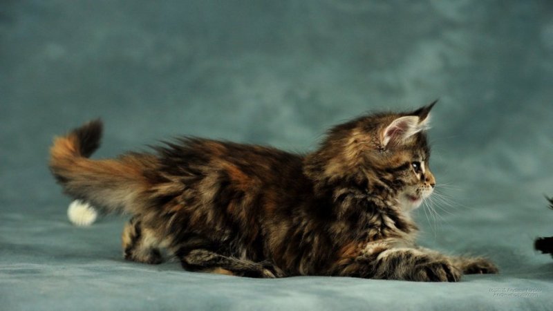 Кошка Мейн кун