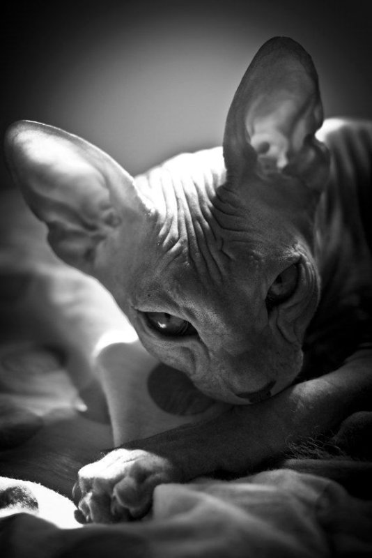 Сфинкс (порода кошек)