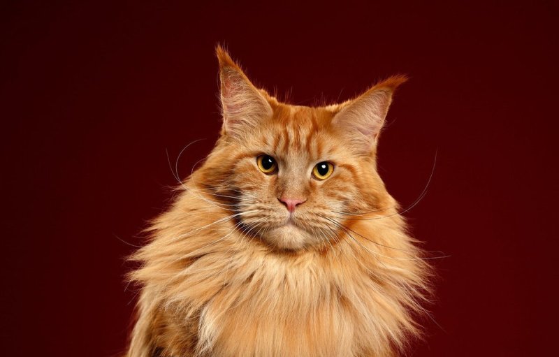 Рыжая кошка Мейн кун