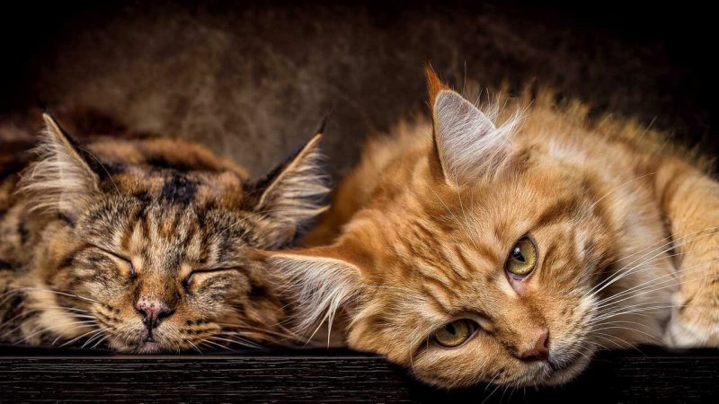 Кошка Мейн кун