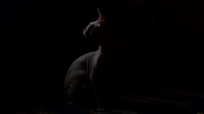 Сфинкс кошка