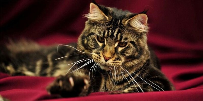 Мейн кун полосатый