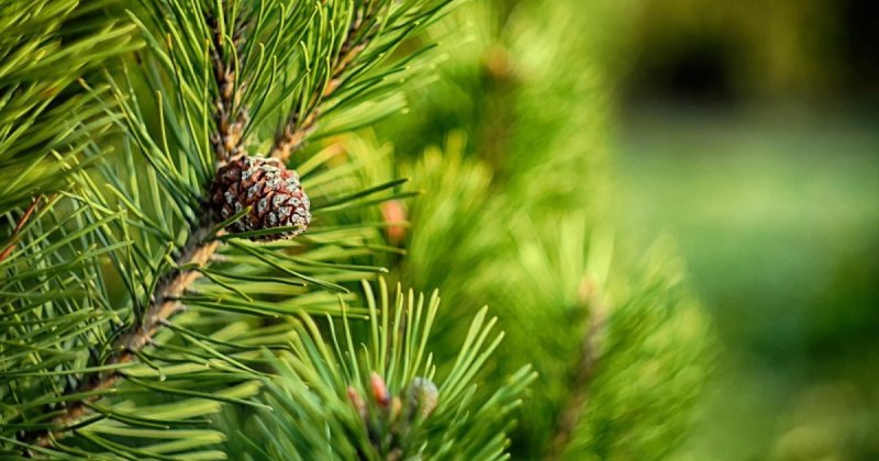 Кедр Сибирский хвоинки