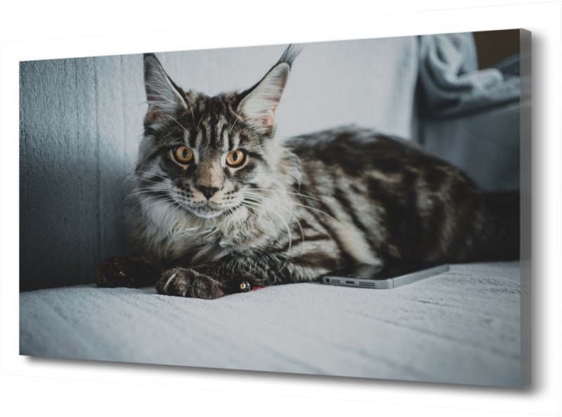 Кошка Мейн кун