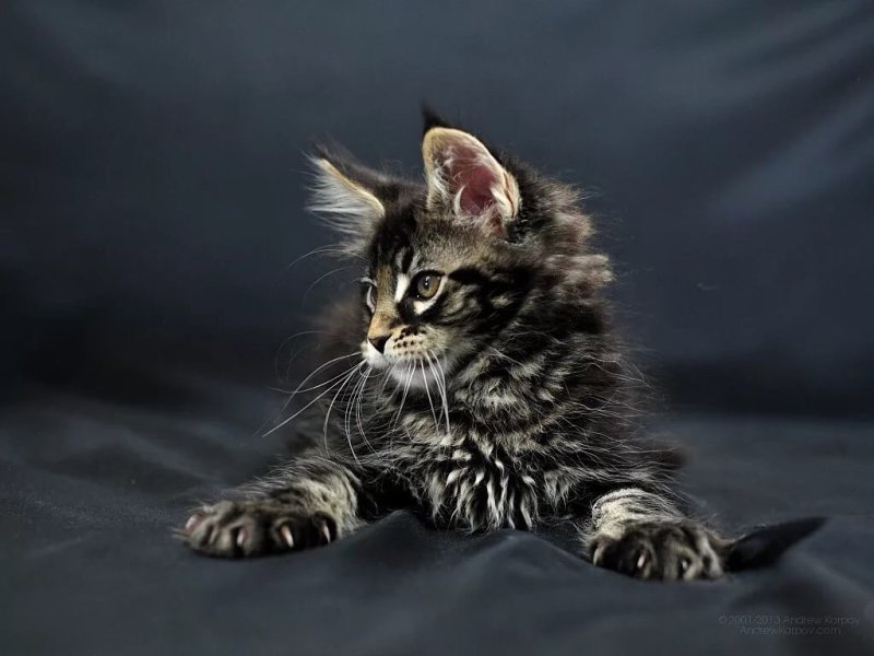 Мейн кун Смоук