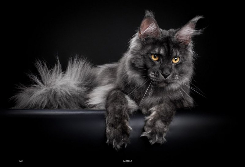 Черная кошка Мейн кун