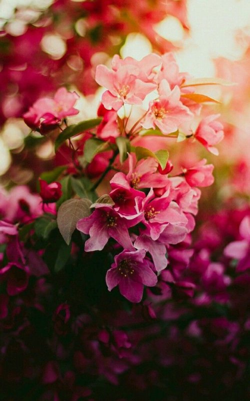 Розовые цветы