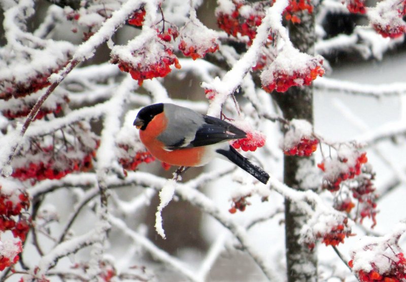 Уссурийский Снегирь