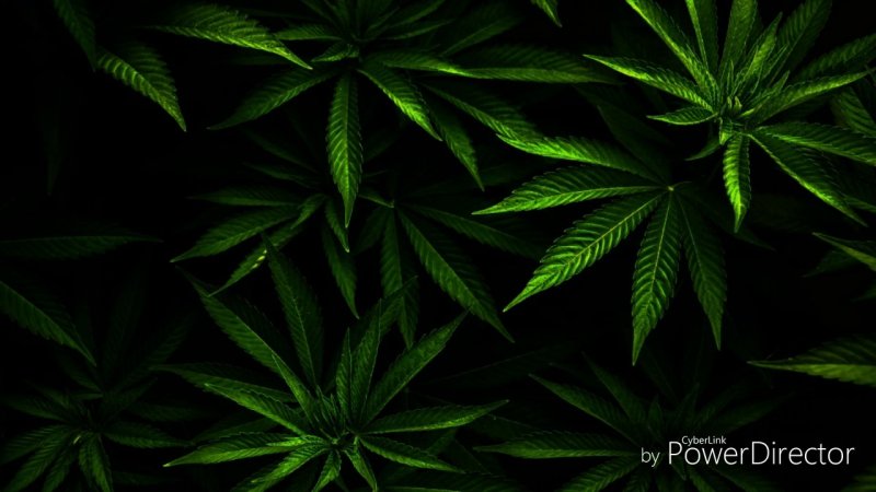 Конопля Эстетика